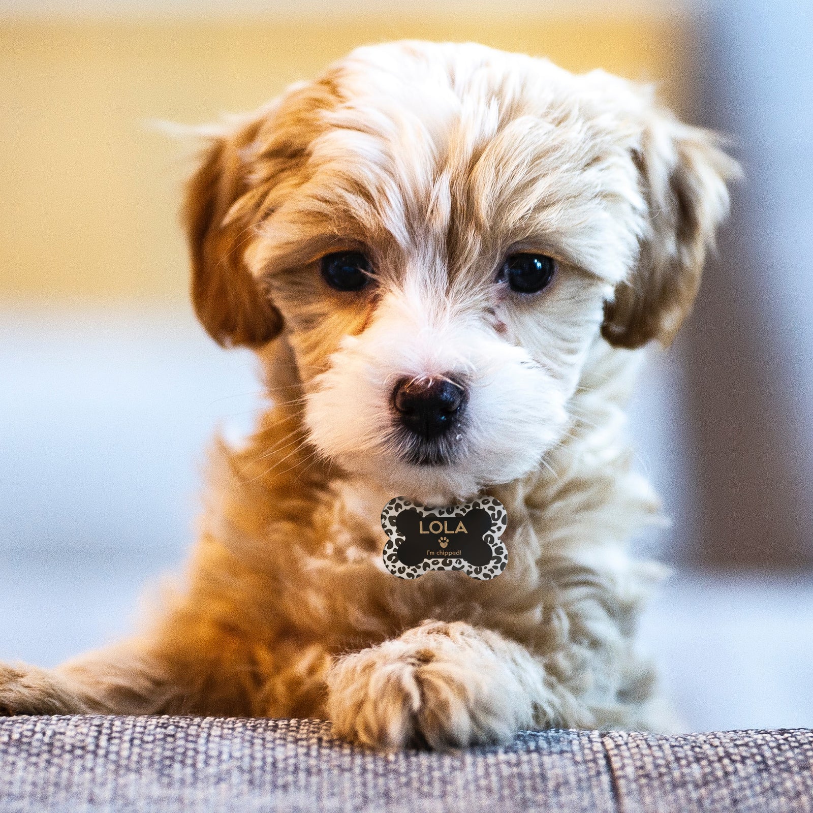 Small pets for sale near best sale me